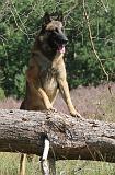 MALINOIS 068